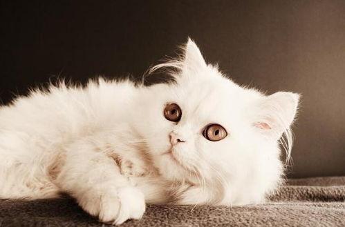 猫咪爆料合集下载安装最新版,解锁最新版安装指南全解析